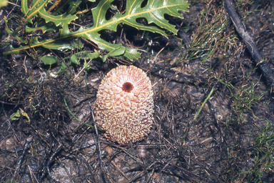 APII jpeg image of Banksia repens  © contact APII