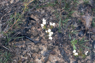 APII jpeg image of Stylidium breviscapum  © contact APII