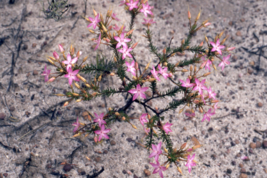 APII jpeg image of Calytrix decandra  © contact APII