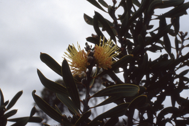 APII jpeg image of Hakea cinerea  © contact APII