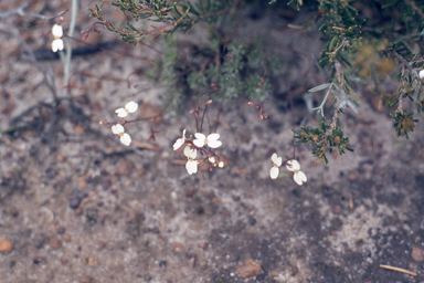 APII jpeg image of Stylidium rupestre  © contact APII