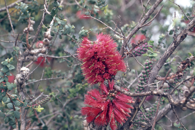 APII jpeg image of Melaleuca elliptica  © contact APII