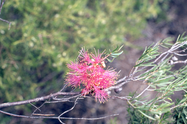 APII jpeg image of Melaleuca radula  © contact APII