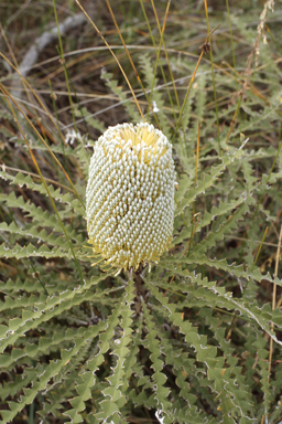 APII jpeg image of Banksia speciosa  © contact APII