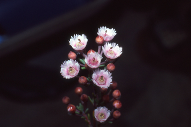 APII jpeg image of Verticordia plumosa var. Incrassata  © contact APII