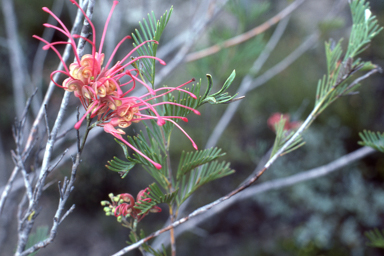 APII jpeg image of Grevillea plurijuga subsp. superba  © contact APII