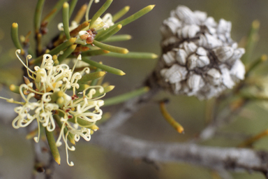 APII jpeg image of Hakea obliqua  © contact APII