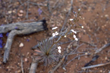 APII jpeg image of Stylidium limbatum  © contact APII