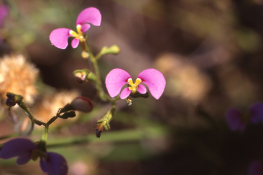 APII jpeg image of Stylidium inaequipetalum  © contact APII