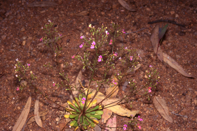 APII jpeg image of Stylidium inaequipetalum  © contact APII