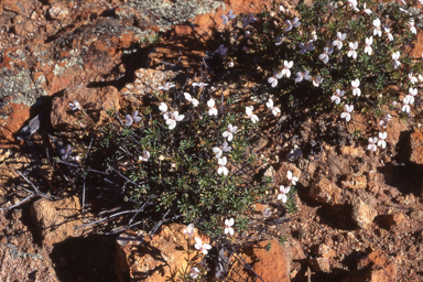 APII jpeg image of Stylidium induratum  © contact APII