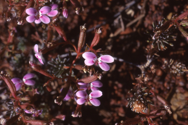 APII jpeg image of Stylidium induratum  © contact APII