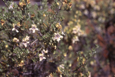 APII jpeg image of Prostanthera wilkieana  © contact APII