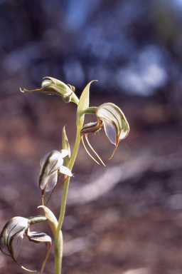 APII jpeg image of Pterostylis spathulata  © contact APII