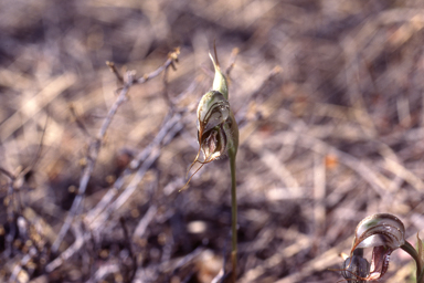 APII jpeg image of Pterostylis spathulata  © contact APII