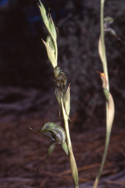 APII jpeg image of Pterostylis roensis  © contact APII