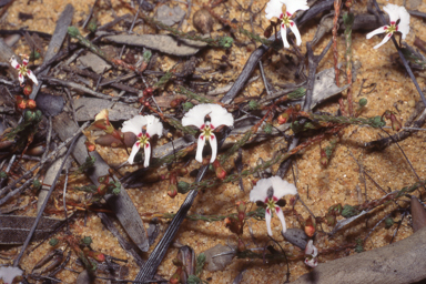 APII jpeg image of Stylidium choreanthum  © contact APII