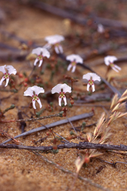 APII jpeg image of Stylidium choreanthum  © contact APII