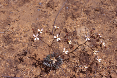 APII jpeg image of Stylidium arenicola  © contact APII