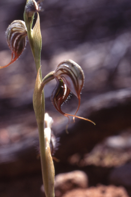 APII jpeg image of Pterostylis spathulata  © contact APII