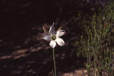 APII jpeg image of Orianthera exilis  © contact APII