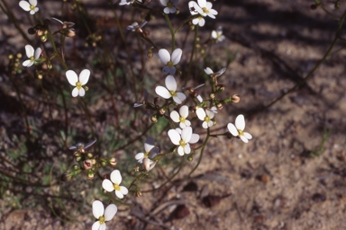 APII jpeg image of Stylidium piliferum  © contact APII