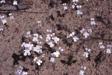 APII jpeg image of Stylidium edentatum  © contact APII