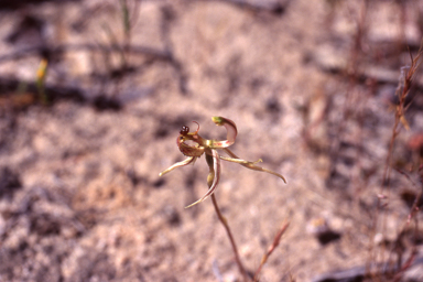 APII jpeg image of Caladenia mesocera  © contact APII