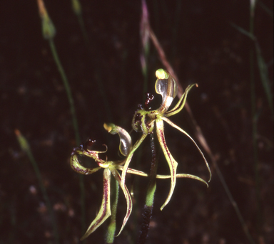 APII jpeg image of Caladenia mesocera  © contact APII