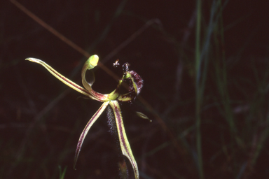 APII jpeg image of Caladenia barbarossa  © contact APII