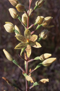 APII jpeg image of Thelymitra villosa  © contact APII