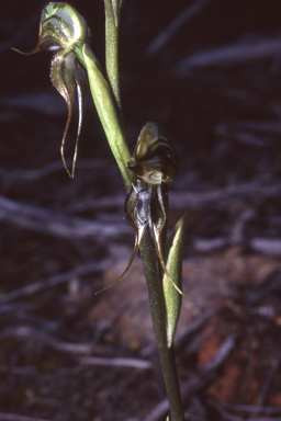 APII jpeg image of Pterostylis roensis  © contact APII