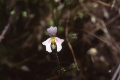 APII jpeg image of Stylidium  © contact APII