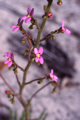 APII jpeg image of Stylidium turleyae  © contact APII