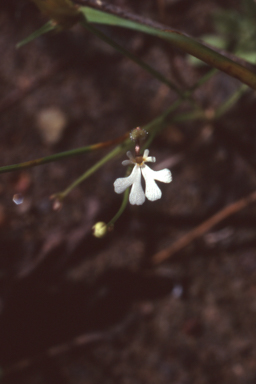 APII jpeg image of Stylidium capillare  © contact APII