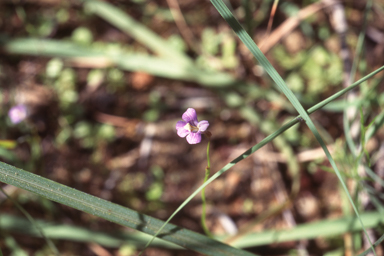 APII jpeg image of Lindernia tectanthera  © contact APII