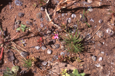 APII jpeg image of Stylidium floribundum  © contact APII