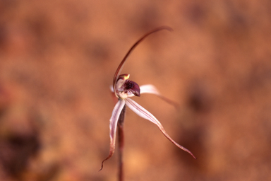 APII jpeg image of Caladenia drummondii  © contact APII