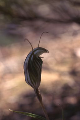 APII jpeg image of Pterostylis scabra  © contact APII