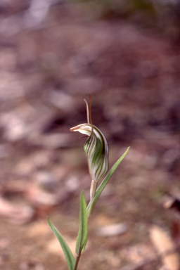 APII jpeg image of Pterostylis scabra  © contact APII