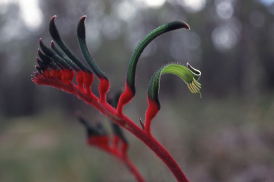 APII jpeg image of Anigozanthos manglesii  © contact APII