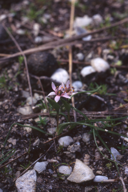 APII jpeg image of Wurmbea dioica subsp. alba  © contact APII