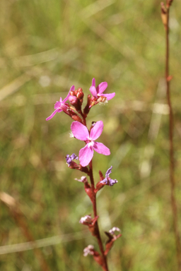 APII jpeg image of Stylidium montanum  © contact APII