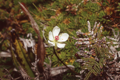 APII jpeg image of Drosera murfetii  © contact APII