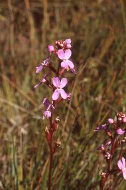 APII jpeg image of Stylidium graminifolium  © contact APII