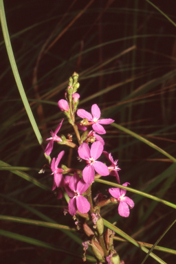 APII jpeg image of Stylidium armeria  © contact APII