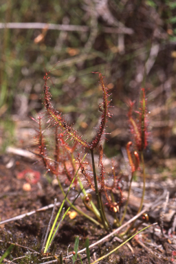 APII jpeg image of Drosera binata  © contact APII