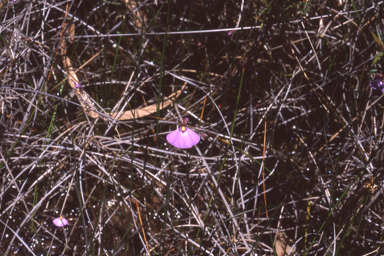 APII jpeg image of Utricularia barkeri  © contact APII