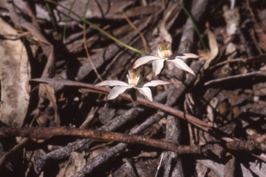 APII jpeg image of Caladenia gracilis  © contact APII