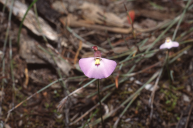 APII jpeg image of Utricularia grampiana  © contact APII